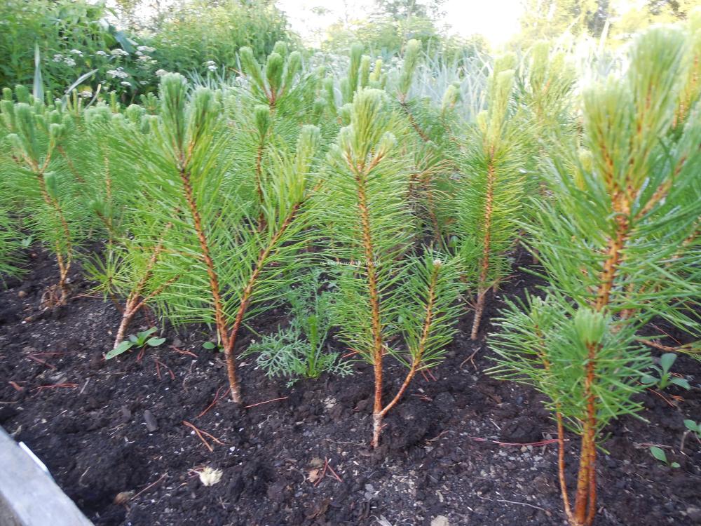 The company «Neftekhimservice» is starting large-scale compensatory afforestation in the suburbs of Anzhero-Sudzhensk.
